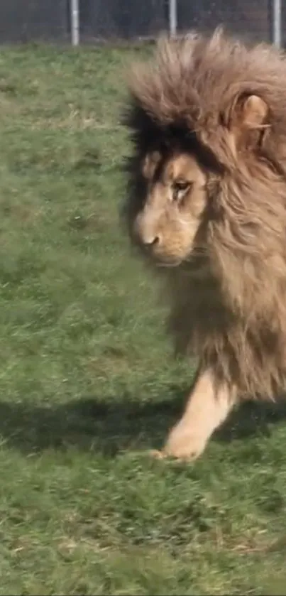 A majestic lion walking across a green grass field.