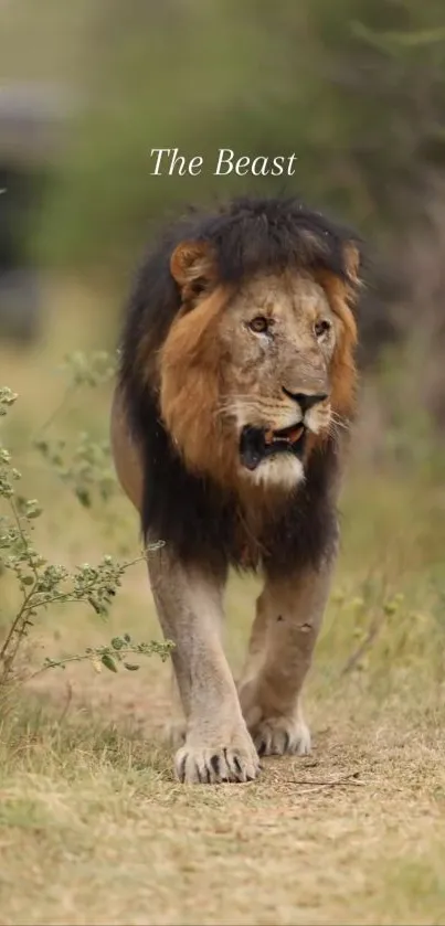 Majestic lion walking in lush grassland.