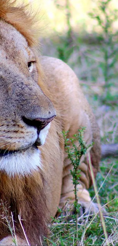 Majestic lion resting in lush, green savanna grass.