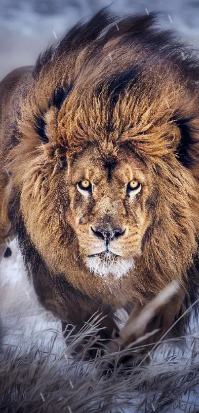 Majestic lion with a golden mane in a natural setting.