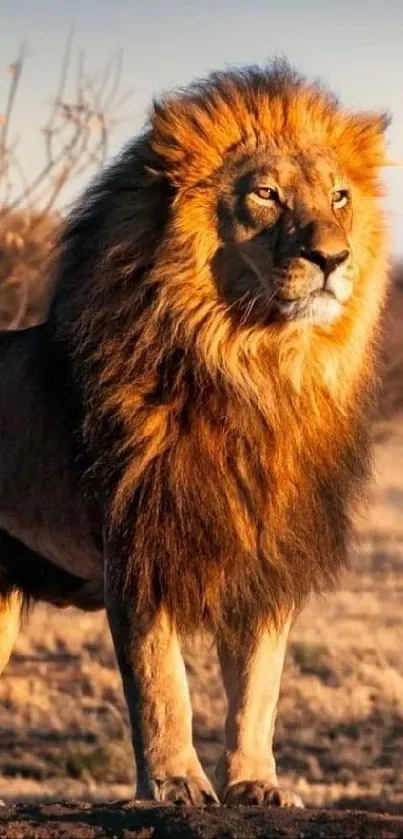 Majestic lion standing in golden sunlight on savannah.