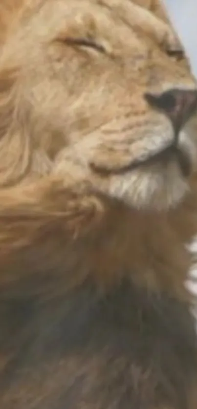 Lion with mane flowing in the wind, looking majestic.