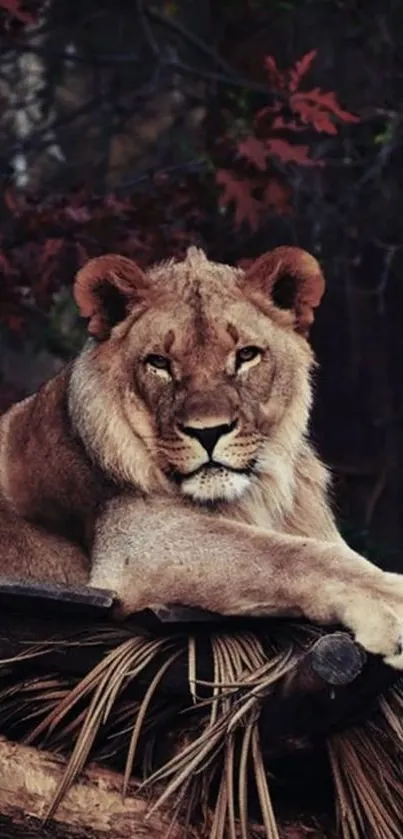 Majestic lion resting in a natural setting.