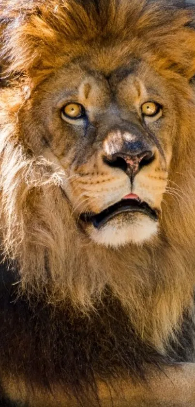 Majestic lion with golden mane in wildlife setting.