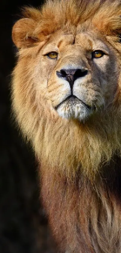 Majestic lion portrait mobile wallpaper with a dark background.