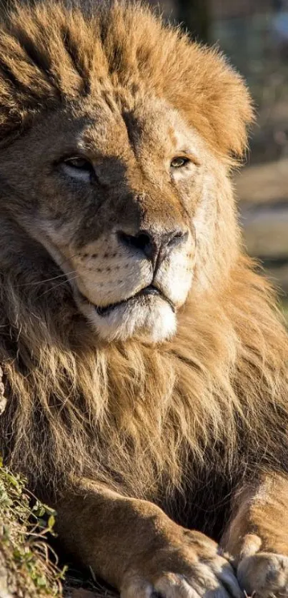 Majestic lion lounging in sunlight with a natural backdrop.