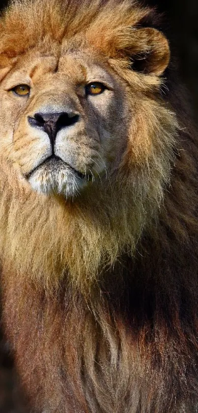 Majestic lion with golden mane in natural portrait.