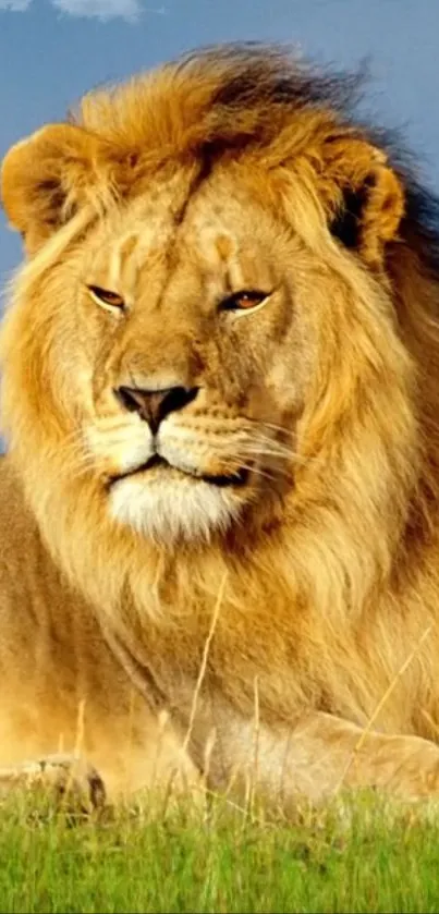 Majestic lion sitting calmly in the savannah with a clear blue sky.