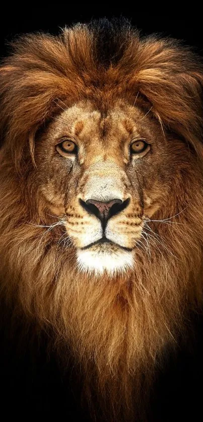 Majestic lion with brown mane on black background mobile wallpaper.