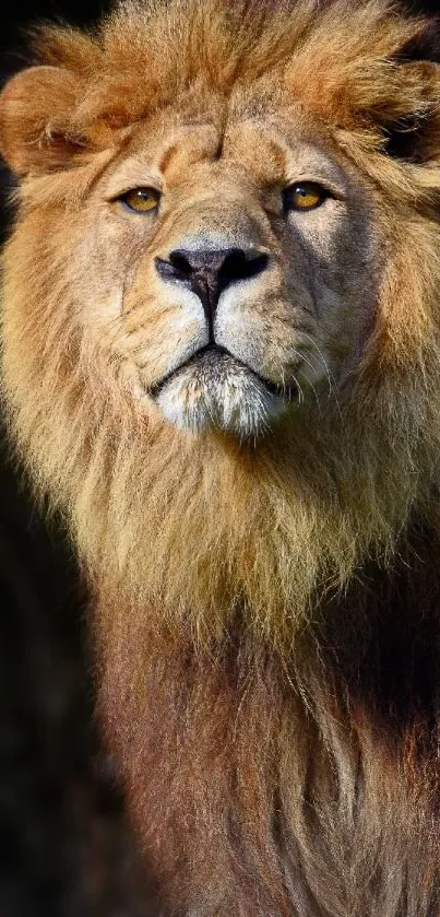 Majestic lion with vibrant mane on black background.