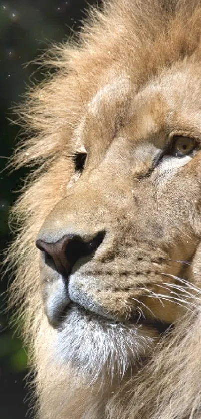 Majestic lion with a golden mane gazing in the wild.