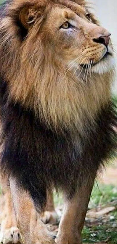 Majestic lion standing in a natural setting on a mobile wallpaper.