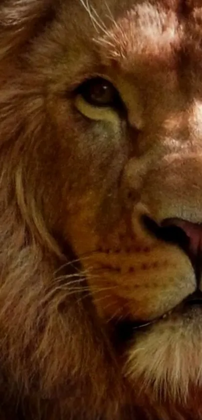 Close-up of a majestic lion's face with rich brown tones.