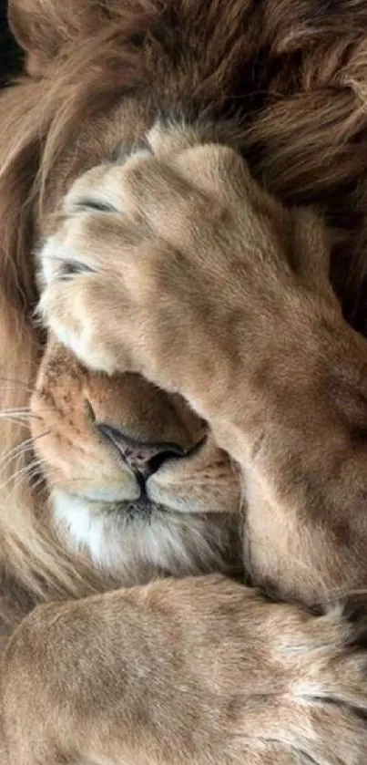 A majestic lion hiding its face with its paw, perfect for mobile wallpaper.