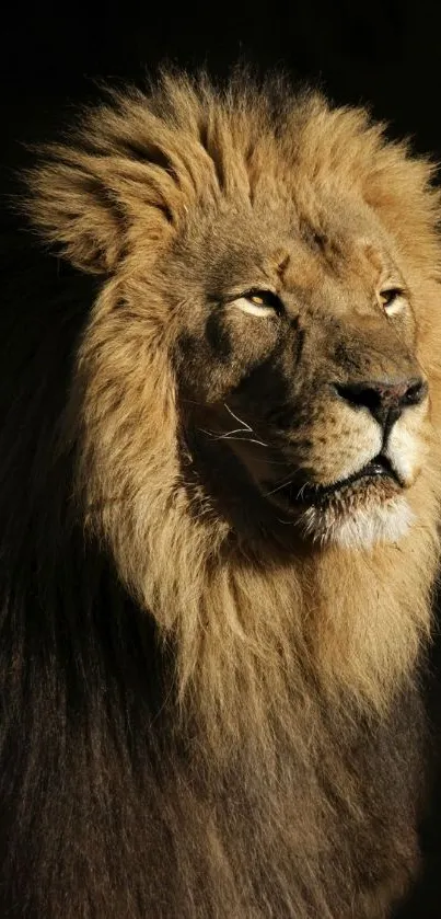 Majestic lion with golden mane basking in sunlight, perfect for nature lovers.