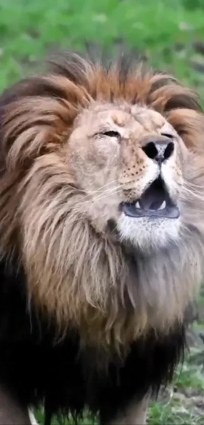 Majestic lion with a vibrant mane roaring in the wild.