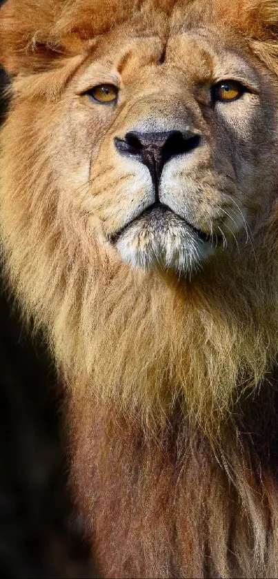 Close-up of a majestic lion with a golden mane and intense gaze.