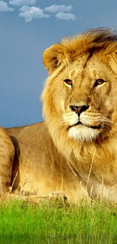 Majestic lion resting on green grass with a blue sky background.