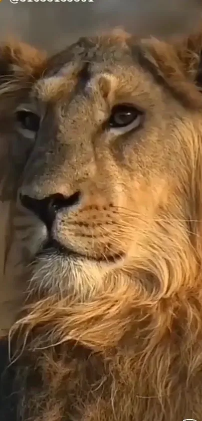 Majestic lion portrait with brown tones.