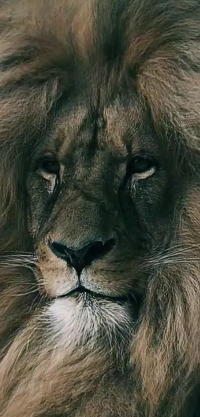 Majestic lion with a lush mane and intense gaze in a natural setting.