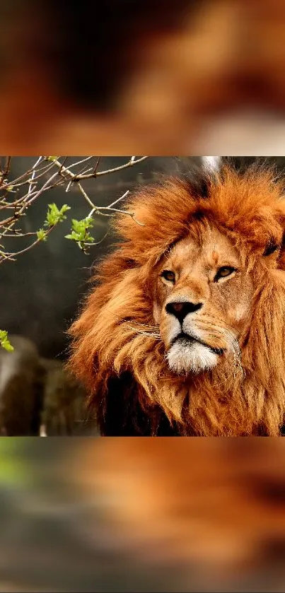 Majestic lion with orange mane in nature.