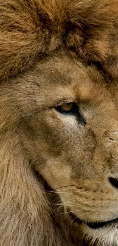 Close-up image of a majestic lion's face with a detailed mane and expressive eyes.