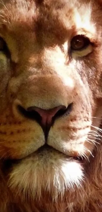 Close-up of a majestic lion's face, ideal for phone wallpaper.