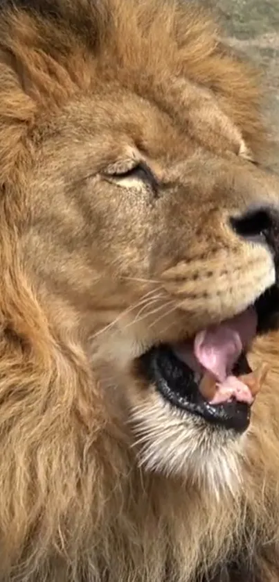 Majestic lion with golden mane in natural light, eyes closed.