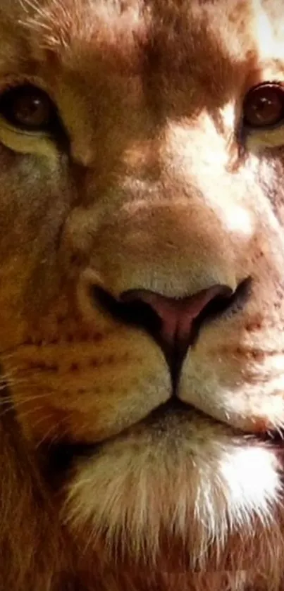 Close-up portrait of a majestic lion on a mobile wallpaper.