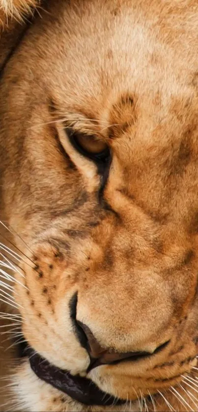 Close-up of a majestic lion's face in a captivating mobile wallpaper.