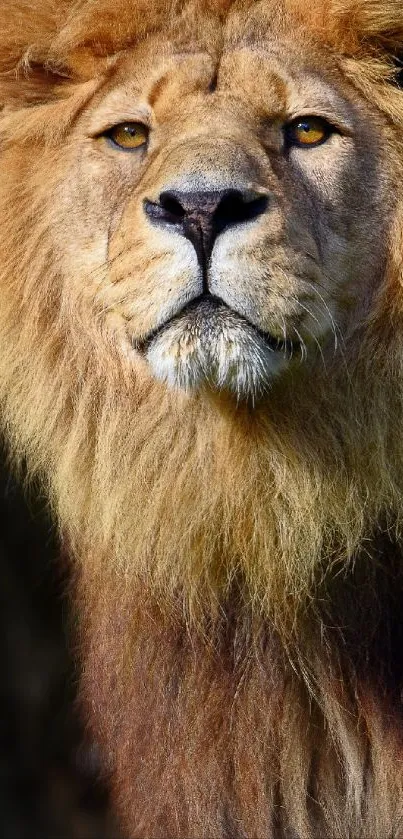 Close-up of a majestic lion with a golden mane, intense gaze.