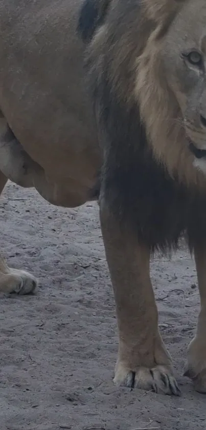 Majestic lion standing proudly in natural setting.