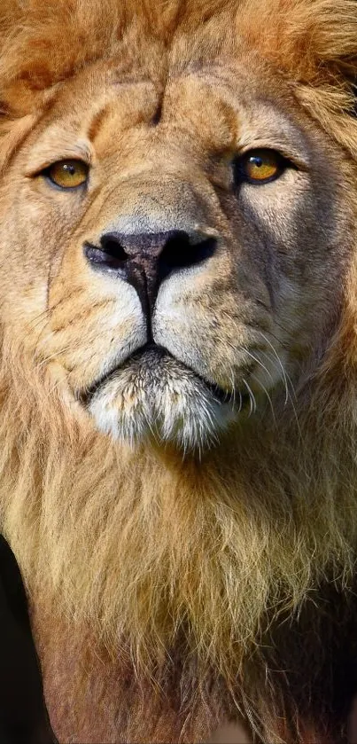 A majestic lion with a golden brown mane against a dark background.