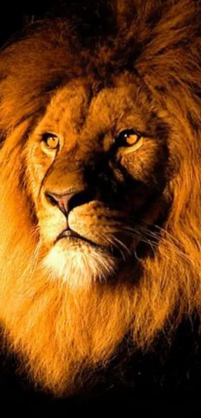 Majestic lion with a golden mane against a dark background, perfect for mobile wallpaper.