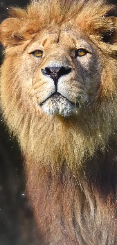 Majestic lion in the jungle with golden mane and intense gaze.