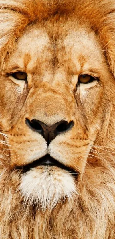 Close-up of a majestic lion's face with a golden mane.