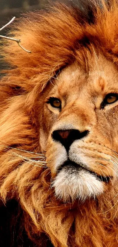 Magnificent lion with a golden mane in a natural setting.