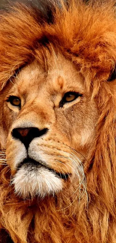 Majestic lion with lush mane in natural setting, perfect for mobile wallpaper.
