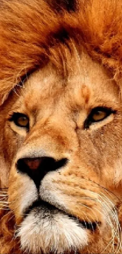 Majestic lion with vibrant mane in natural setting.