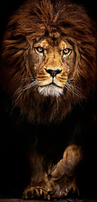 Majestic lion with a brown mane on a mobile wallpaper.