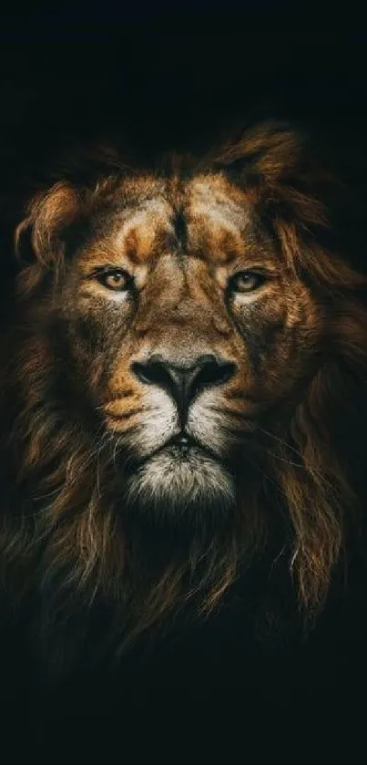 Majestic lion portrait on a dark background, perfect for mobile wallpaper.