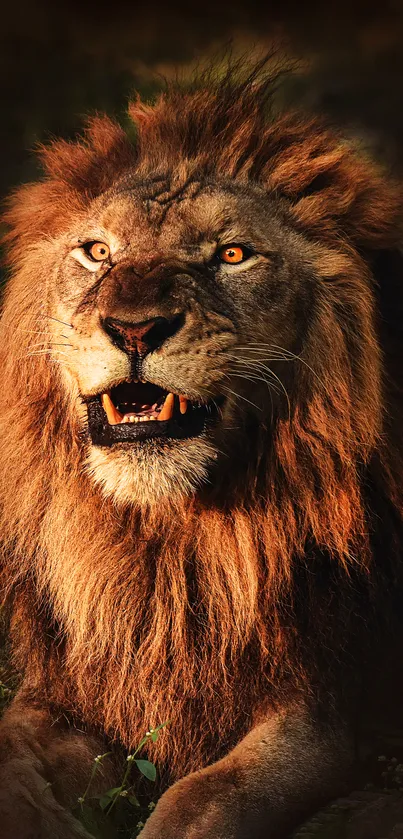 Majestic lion with fiery mane mobile wallpaper.