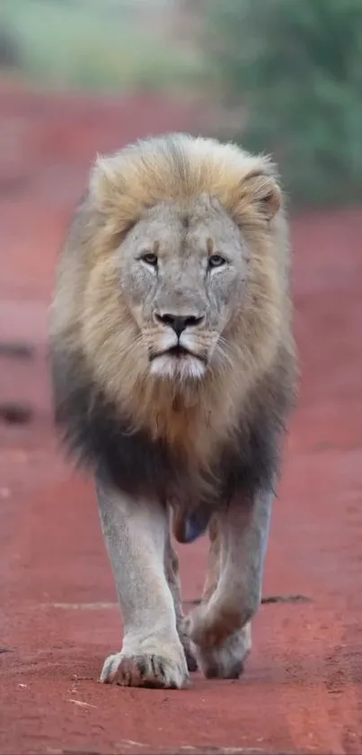 Majestic lion walking on a red dirt path in nature.