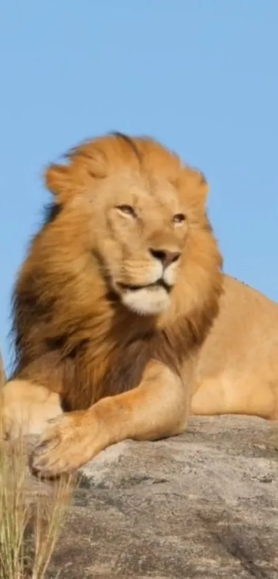 Majestic lion resting on a rock under a blue sky.