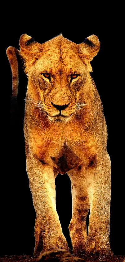 Majestic lion standing on black background.