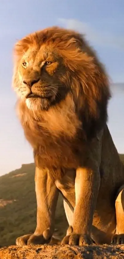 Majestic lion sitting on a cliff during sunset.