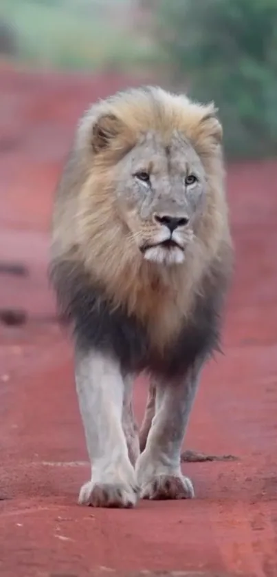 Lion walking along a red dirt road in savannah.