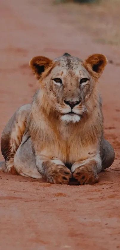 Lion resting on a red dirt path in natural surroundings.