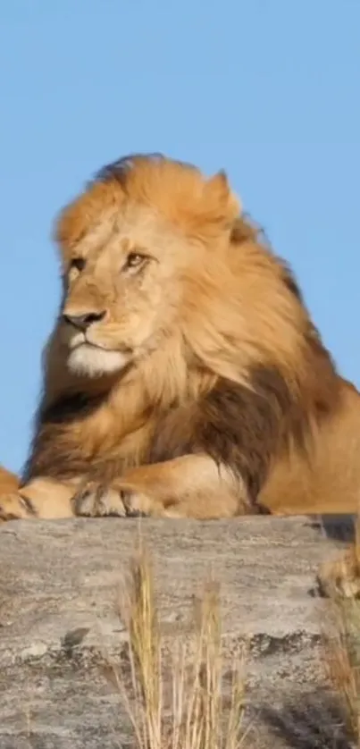 Majestic lion resting on rocky outcrop under blue sky