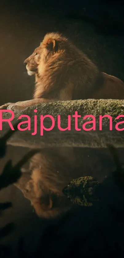 Majestic lion resting on a natural rock.